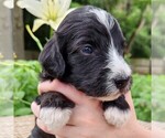 Small #3 F2 Aussiedoodle