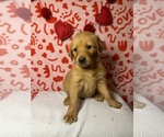 Small Photo #3 Golden Retriever Puppy For Sale in ALEXANDRIA, LA, USA