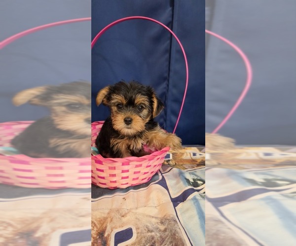 Medium Photo #4 Yorkshire Terrier Puppy For Sale in HUNTSVILLE, AL, USA