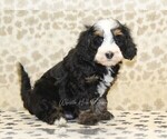 Small #1 Miniature Bernedoodle