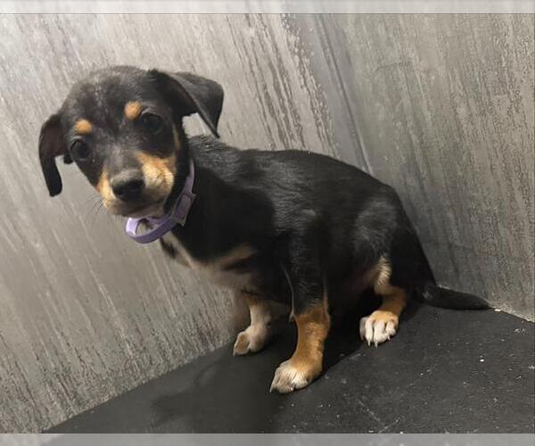 Medium Photo #1 Chihuahua-Unknown Mix Puppy For Sale in San Antonio, TX, USA