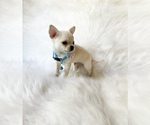 Small #4 Chihuahua