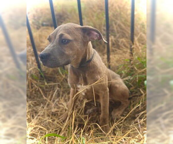 Medium Photo #2 Black Mouth Cur-Catahoula Leopard Dog Mix Puppy For Sale in Pleasanton, TX, USA