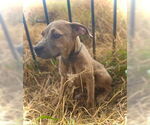 Small #1 Black Mouth Cur-Catahoula Leopard Dog Mix