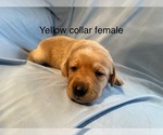 Small #7 Labrador Retriever