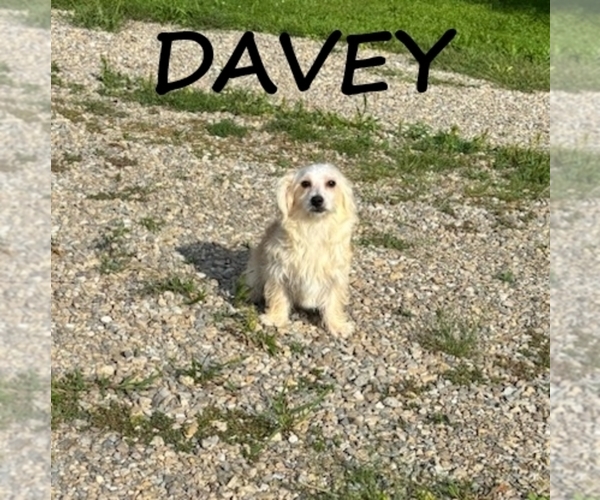 Medium Photo #4 YorkiePoo Puppy For Sale in HARTLAND, MN, USA