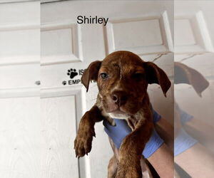 Mutt Dogs for adoption in Evansville, IN, USA