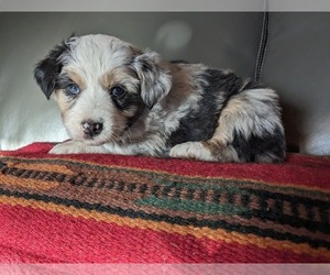 Miniature Australian Shepherd Puppy for sale in ARTHUR, NE, USA