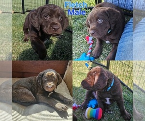 Labany Puppy for sale in MONTROSE, CO, USA