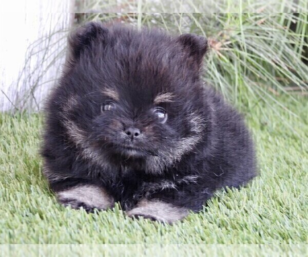 Medium Photo #9 Pomeranian Puppy For Sale in NAPLES, FL, USA