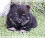 Small #8 Pomeranian