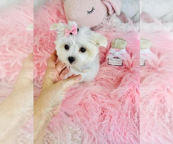 Medium Photo #2 Maltese Puppy For Sale in PEMBROKE PINES, FL, USA
