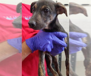 Mutt Dogs for adoption in San Bernardino, CA, USA