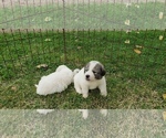 Small Photo #4 Great Pyrenees Puppy For Sale in WINGINA, VA, USA