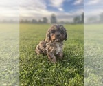 Small #2 Cavapoo