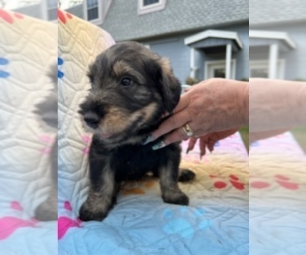 Medium Photo #3 Schnauzer (Giant) Puppy For Sale in SAINT CLOUD, FL, USA