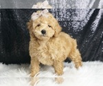 Puppy Ziggy AKC Poodle (Miniature)