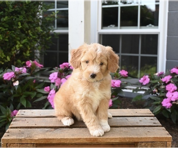 Medium Photo #2 Aussiedoodle Miniature  Puppy For Sale in APPLE CREEK, OH, USA