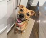 Small #4 Boxer Mix
