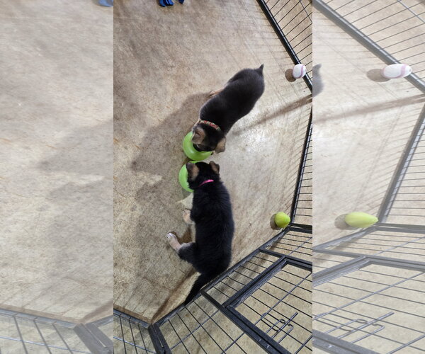 Medium Photo #12 German Shepherd Dog Puppy For Sale in Centreville, VA, USA