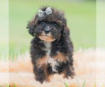 Puppy Chuckie UABR Poodle (Miniature)