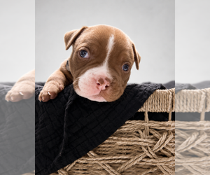 Medium American Bully