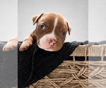 Puppy Male 3 American Bully
