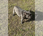 Small Photo #4 French Bulldog Puppy For Sale in LOXAHATCHEE, FL, USA