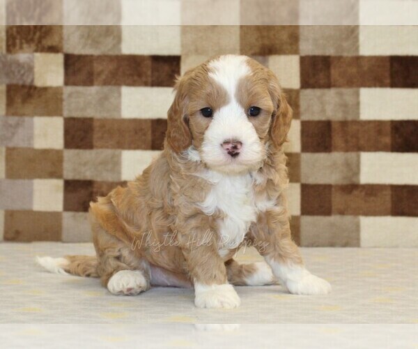 Medium Photo #1 Bernedoodle (Miniature)-Cavapoo (Miniature) Mix Puppy For Sale in DENVER, PA, USA