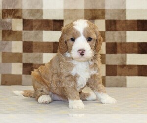 Bernedoodle (Miniature)-Cavapoo (Miniature) Mix Puppy for sale in DENVER, PA, USA