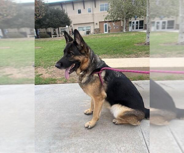 Medium Photo #1 German Shepherd Dog Puppy For Sale in Riverside, CA, USA