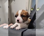 Small Photo #1 Beagle-Unknown Mix Puppy For Sale in Sequim, WA, USA