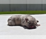 Small #3 Pug