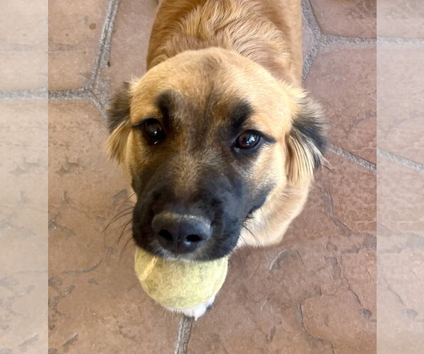 Medium Photo #2 Golden Retriever-Unknown Mix Puppy For Sale in Lancaster, CA, USA