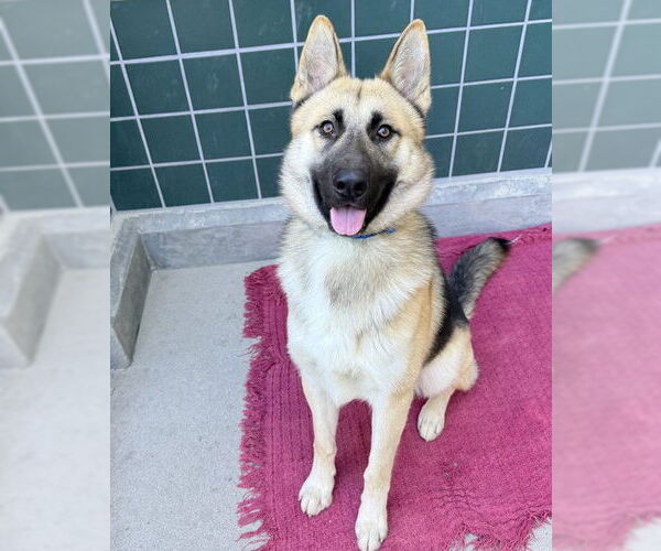 Medium Photo #1 German Shepherd Dog Puppy For Sale in Rancho Cucamonga, CA, USA