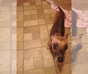 Chiweenie Dogs for adoption in San Antonio, TX, USA