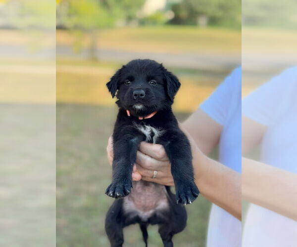 Medium Photo #1 Labrador Retriever-Unknown Mix Puppy For Sale in Orlando, FL, USA