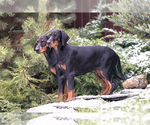 Small Photo #17 Doberman Pinscher Puppy For Sale in Moscow, Moscow, Russia