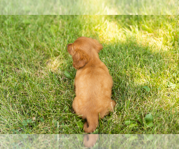 Medium Photo #6 Dachshund Puppy For Sale in MILFORD, IN, USA