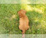 Small #5 Dachshund