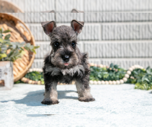 Medium Photo #14 Schnauzer (Miniature) Puppy For Sale in BALTIC, OH, USA