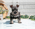 Small #2 Schnauzer (Miniature)