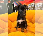 Lil Crowe - Female Mutt Dog for Adoption - Small photo