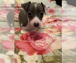Puppy 6 Italian Greyhound