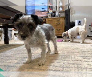 Timothy TX - Male Mutt Dog for Adoption - Photo #21