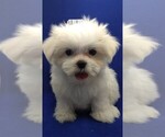 Small Photo #3 Maltese Puppy For Sale in NASHVILLE, NC, USA