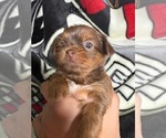 Small #4 Shorkie Tzu