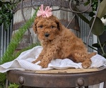 Small Photo #36 Cavapoo Puppy For Sale in GOSHEN, IN, USA