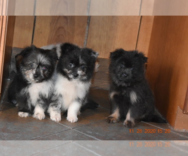 Medium Photo #1 Pom-Shi Puppy For Sale in DINWIDDIE, VA, USA