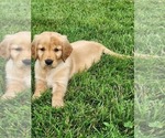Small #8 Golden Retriever